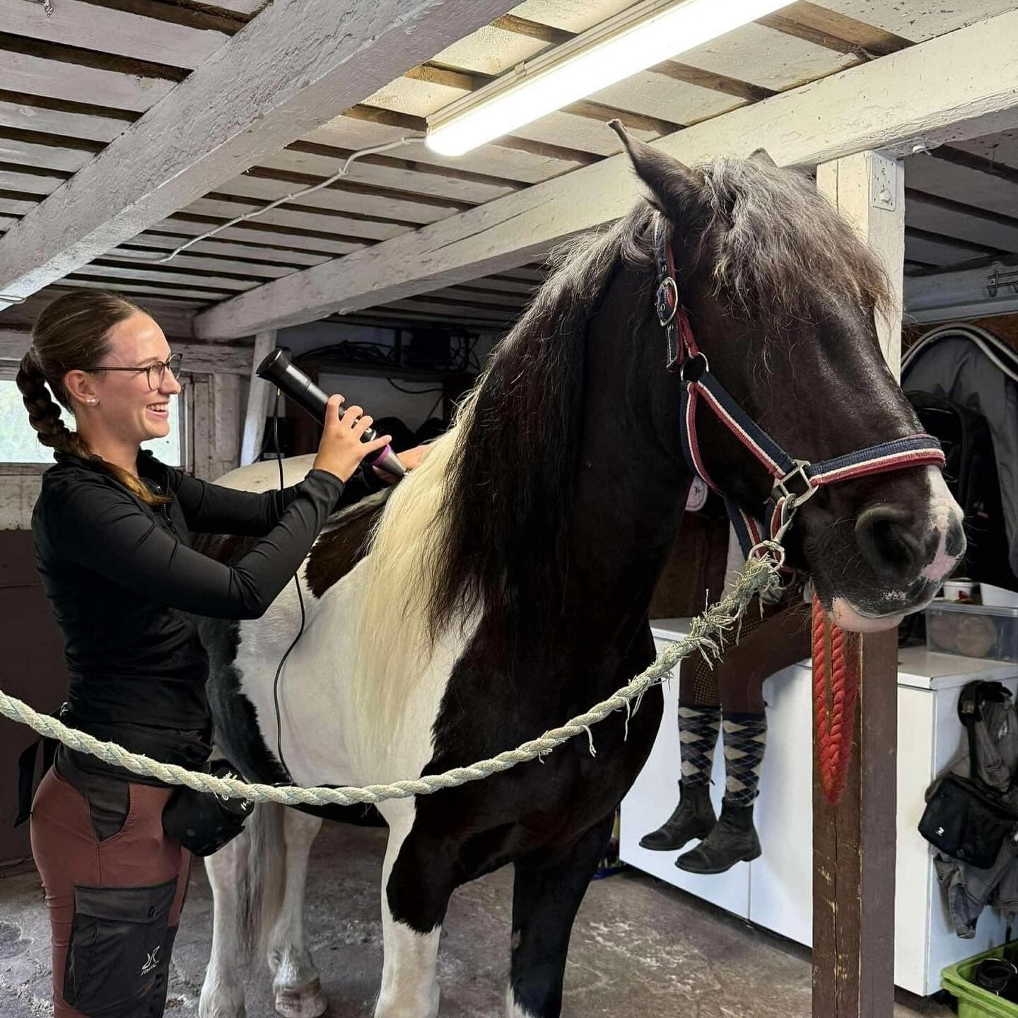 Filippa behandlar en svart-vit häst i stallet